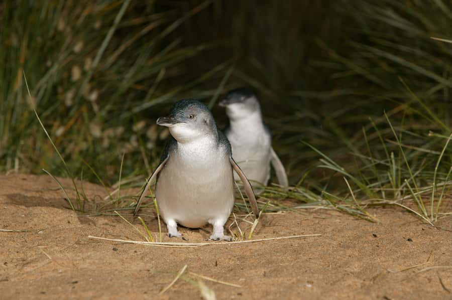 Phillip Island: Penguins and Wildlife Full-Day Tour - Simple ways to improve your day