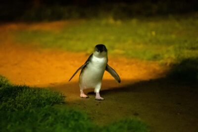 Penguins and Wildlife Full-Day Tour