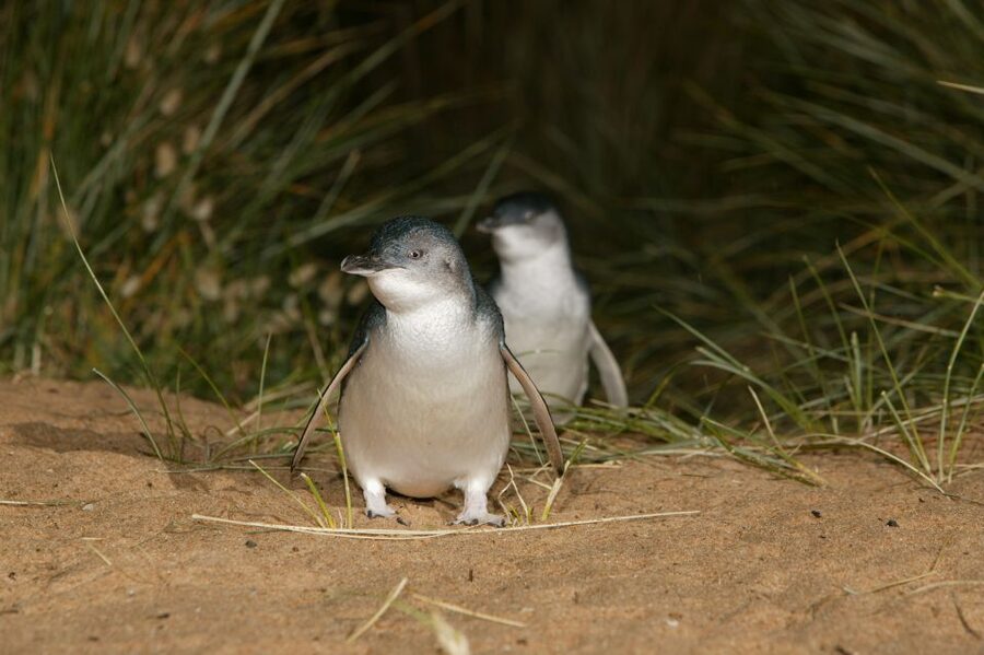 Phillip Island: Penguins and Wildlife Full-Day Tour - What the $109 price really covers