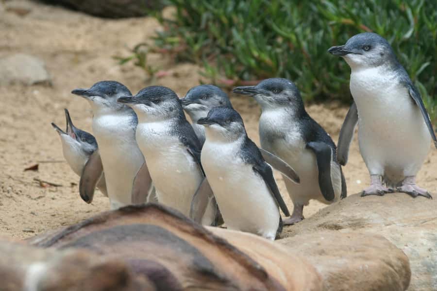 Phillip Island: Penguins and Wildlife Full-Day Tour - Who will enjoy this Phillip Island day trip