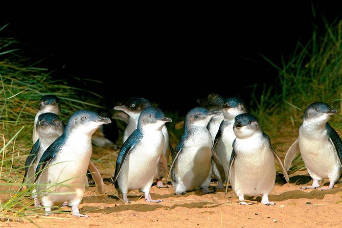 Phillip Island Penguins Private Adventure - Key things to know before booking