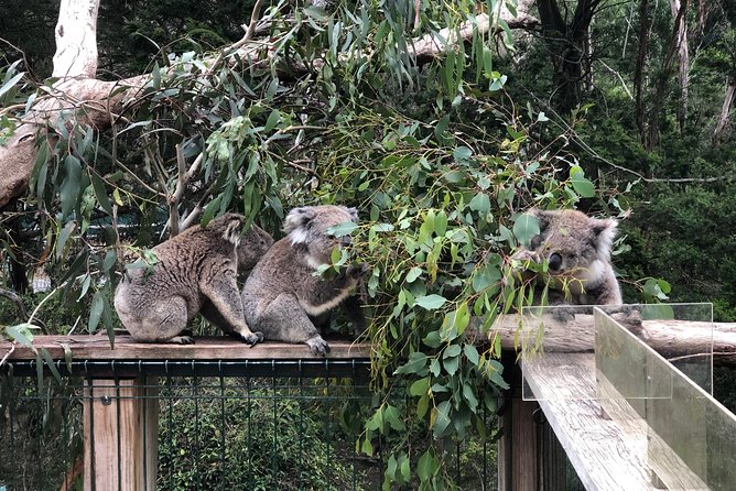 Phillip Island Penguins Private Adventure - Koala Conservation Reserve: slow viewing in the treetops