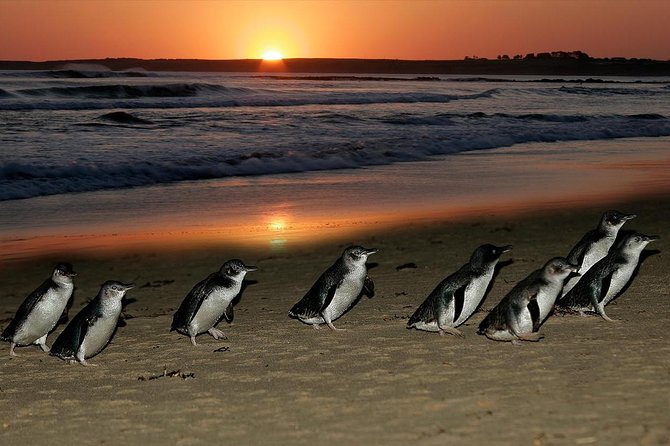 Phillip Island Penguins & Wildlife Day Tour from Melbourne - The Nobbies shows Phillip Island at its wildest