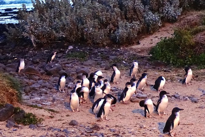 Phillip Island Private Experience - Key points at a glance