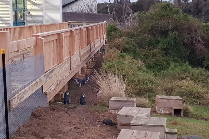 Phillip Island Private Experience - Why the Penguin Parade is worth the long ride