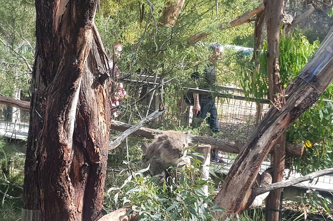 Phillip Island Private Experience - Seeing koalas from the treetops