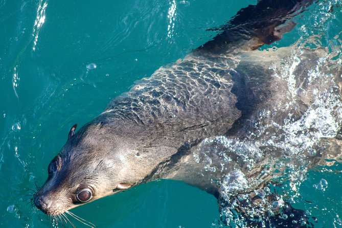 Phillip Island Seal-Watching Cruise - Key points at a glance