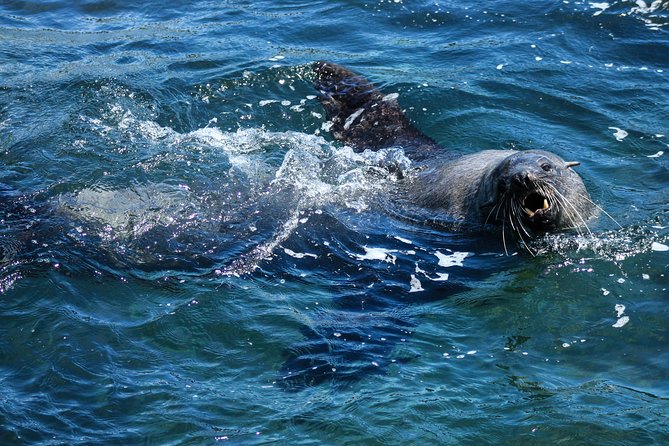 Phillip Island Seal-Watching Cruise - Seabirds, dolphins, whales, and penguins