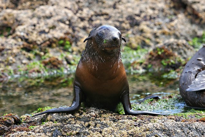 Phillip Island Seal-Watching Cruise - Is $82.48 a fair price?