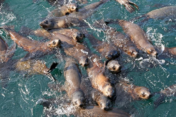 Phillip Island Seal-Watching Cruise - Watching Australia’s largest fur-seal colony