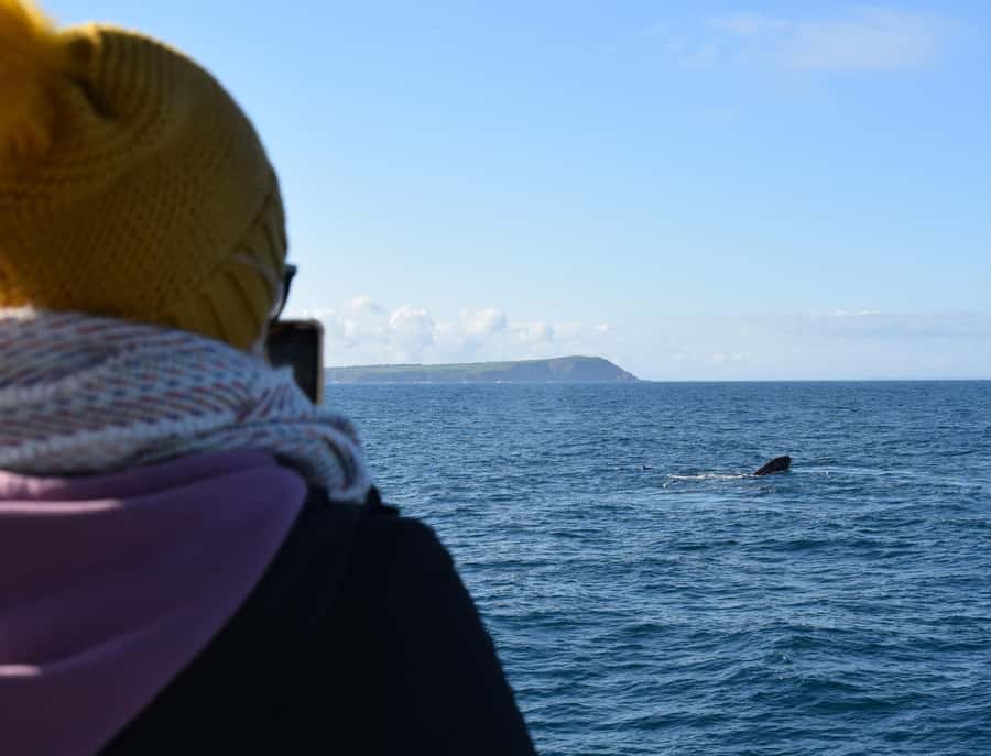 Phillip Island: Whale Watching Boat Tour - Key points to know before you book