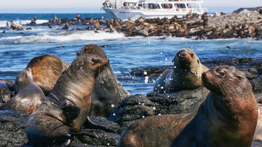 Phillip Island: Whale Watching Boat Tour - Why Phillip Island works for a whale cruise
