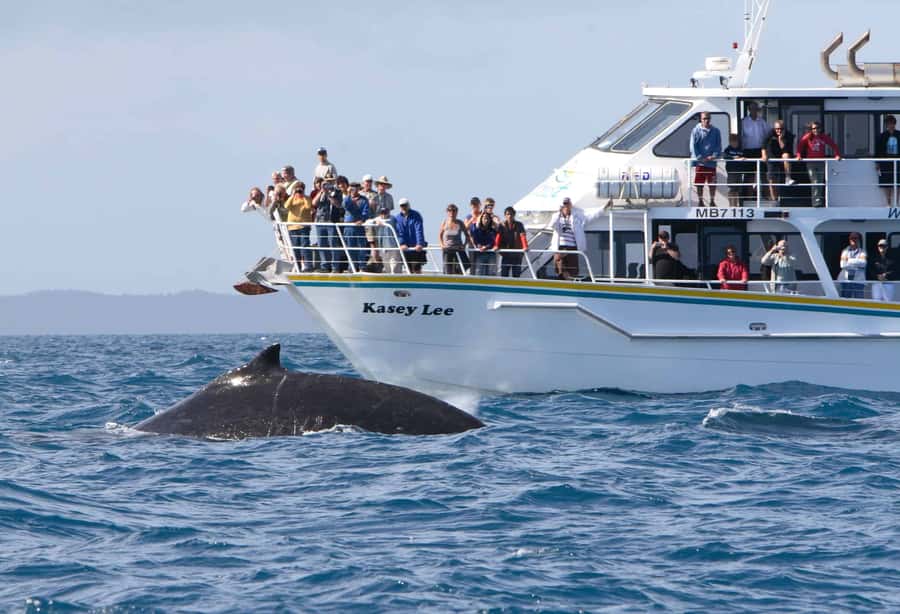 Phillip Island: Whale Watching Boat Tour - Seal Rocks and the Australian Fur Seal colony
