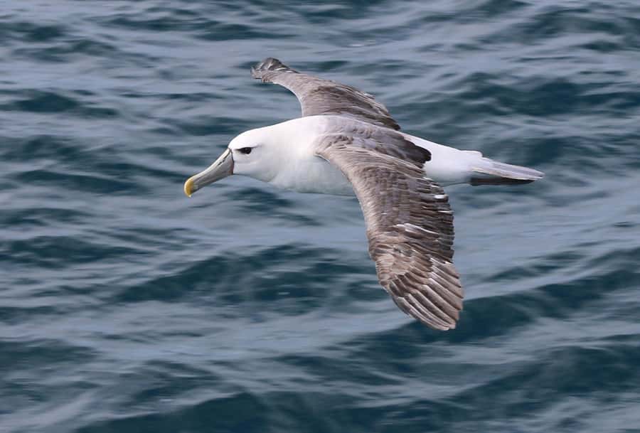 Phillip Island: Whale Watching Boat Tour - What the boat time feels like