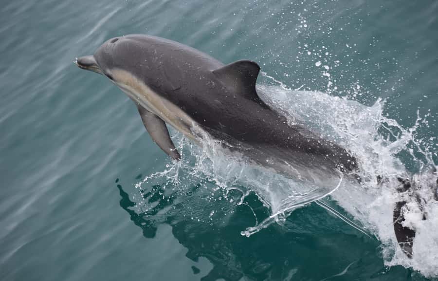Phillip Island: Whale Watching Boat Tour - Winter timing and the whale question