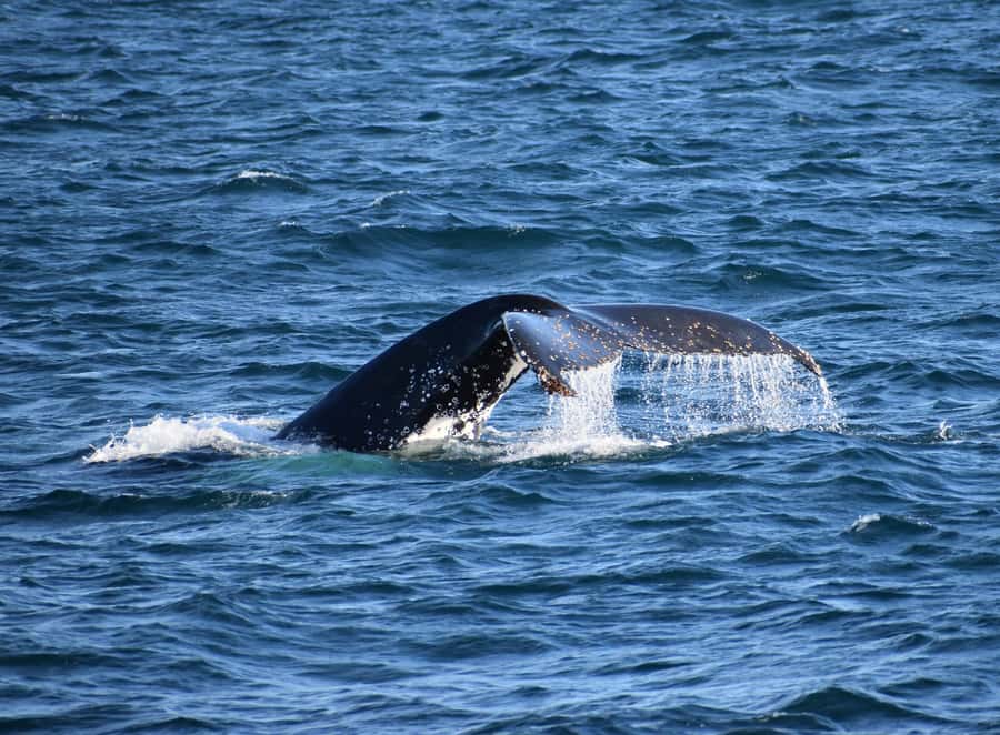Phillip Island: Whale Watching Boat Tour - Leaving Rhyll for four hours at sea