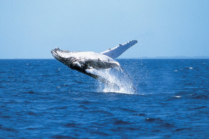 Phillip Island Whale Watching Tour - Key points to know before you book