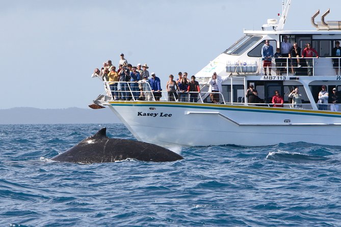Phillip Island Whale Watching Tour - Why this Phillip Island cruise is worth your morning