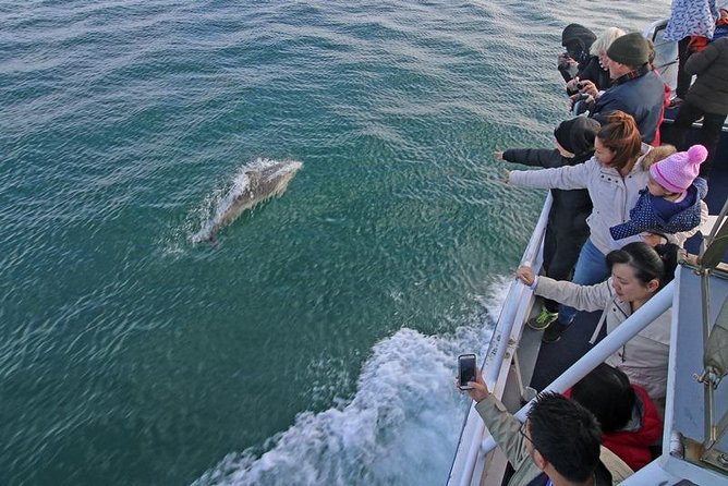 Phillip Island Whale Watching Tour - Seal Rocks and thousands of fur seals