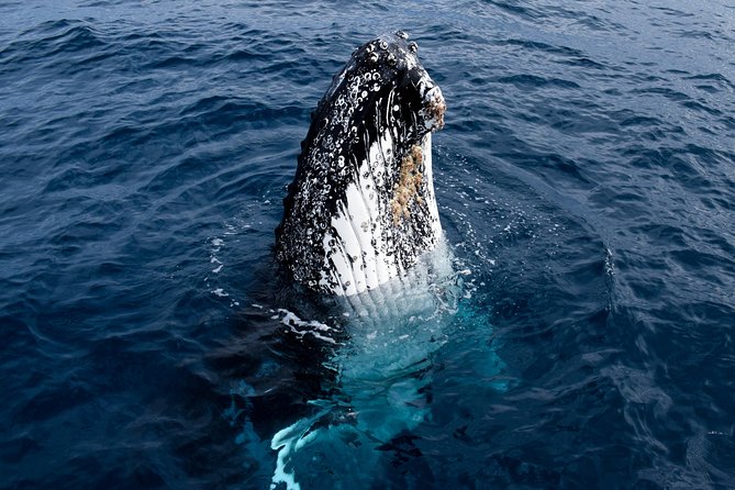 Phillip Island Whale Watching Tour - Cape Woolamai and the coastal route