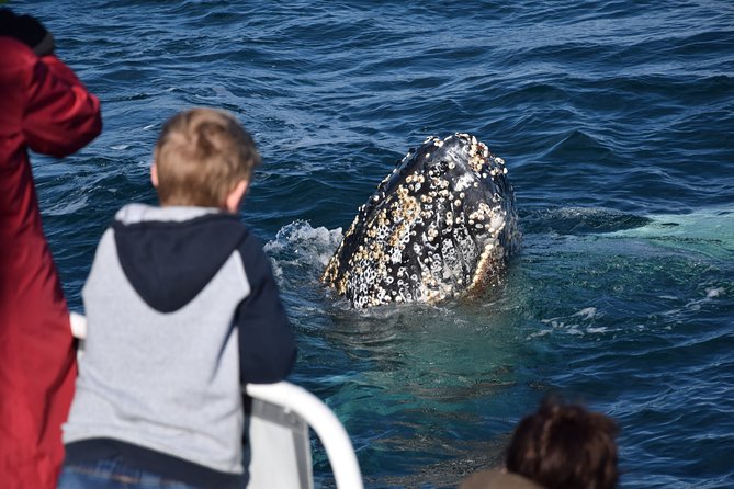 Phillip Island Whale Watching Tour - Searching for humpback and Southern Right Whales