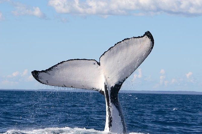 Phillip Island Whale Watching Tour - Dolphins, seabirds, and the wildlife between sightings