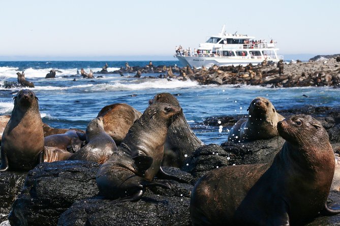 Phillip Island Whale Watching Tour - Morning tea and the crew’s role