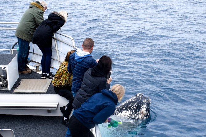 Phillip Island Whale Watching Tour - Leaving Rhyll at 8:30 am
