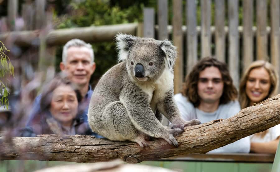Phillip Island Wildlife & Brighton Beach Boxes Private Tour - Key points to know before booking