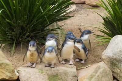 Phillip Island Wildlife & Brighton Beach Boxes Private Tour
