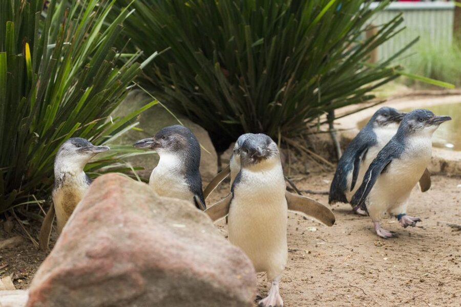 Phillip Island Wildlife & Brighton Beach Boxes Private Tour - Food, timing, and what to pack