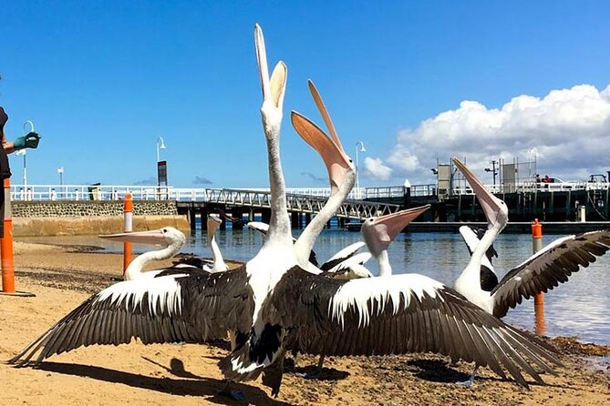 Phillip Island Wildlife Cruise and Penguin Tour from Melbourne - Choose between koalas and Cowes