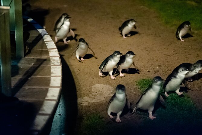 Phillip Island Wildlife Cruise and Penguin Tour from Melbourne - Flynns Beach and the coast in small doses