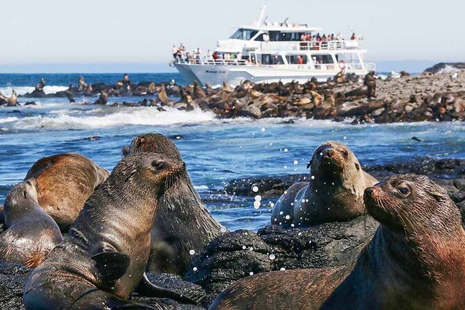 Phillip Island Wildlife Cruise and Penguin Tour from Melbourne - The Nobbies at golden hour