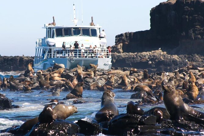 Phillip Island Wildlife Cruise and Penguin Tour from Melbourne - San Remo gives you a gentle start