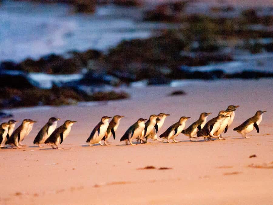 Phillip Island: Wine, Wildlife & Penguins with Gourmet Feast - Cowes gives you 30 minutes to stretch your legs