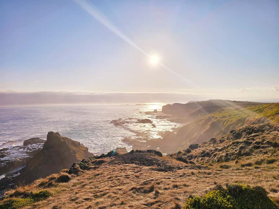 Phillip Island: Wine, Wildlife & Penguins with Gourmet Feast - Guides who keep the pace lively