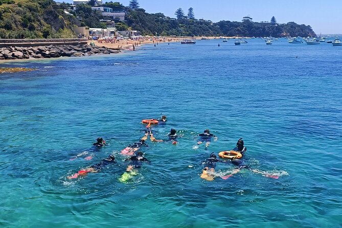 Port Phillip Bay Snorkeling with Sea Dragons - Meeting the Weedy Seadragon Near Portsea