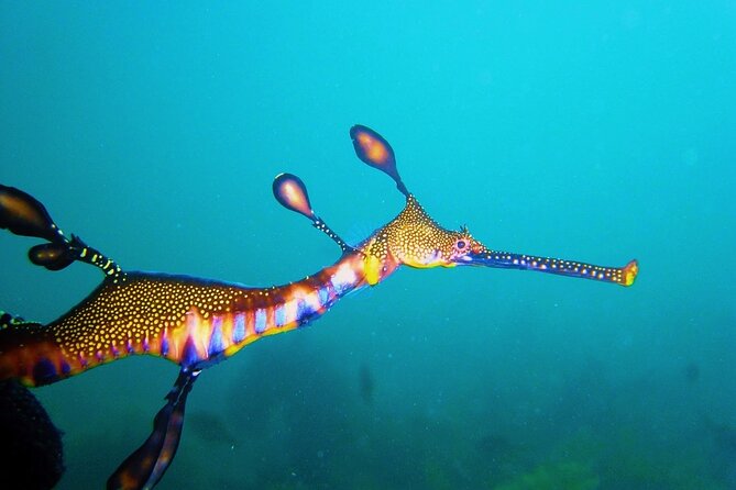 Port Phillip Bay Snorkeling with Sea Dragons - Choosing the Morning or Afternoon Session