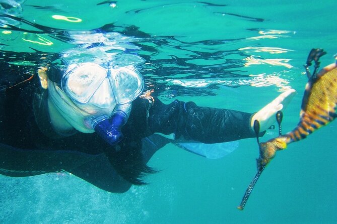 Port Phillip Bay Snorkeling with Sea Dragons - Is $86.07 a Fair Price?