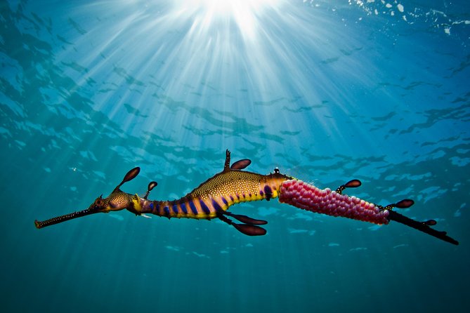 Port Phillip Bay Snorkeling with Sea Dragons - What You Might See Under the Surface