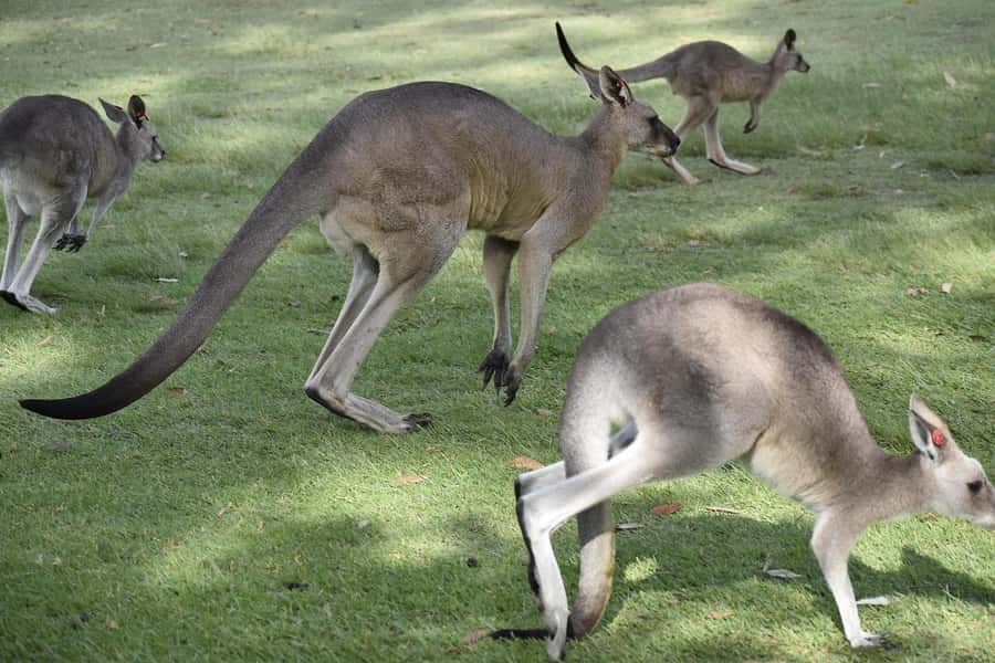 PREMIUM Great Ocean RD Tour REVRS-Luxry SML GRP-Hotel PickUP - The Twelve Apostles, Gibson Steps, and the Razorback