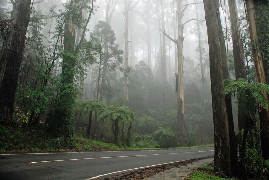 PREMIUM Great Ocean RD Tour REVRS-Luxry SML GRP-Hotel PickUP - Great Otway National Park and Melba Gully