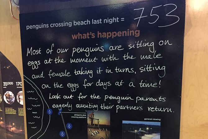 Private custom Penguin Tour with Premium Penguin Tickets - Watching the Little Penguins return at dusk