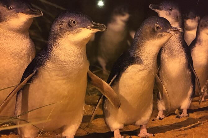 Private custom Penguin Tour with Premium Penguin Tickets - Why Penguins Plus can justify the cost