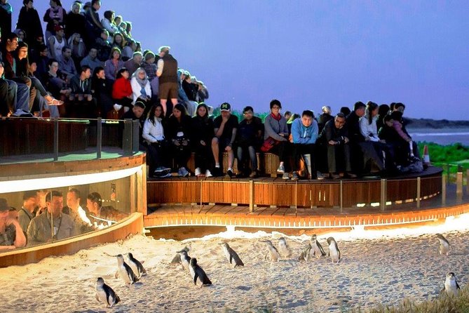 Private custom Penguin Tour with Premium Penguin Tickets - What the day includes, and what you still need to plan