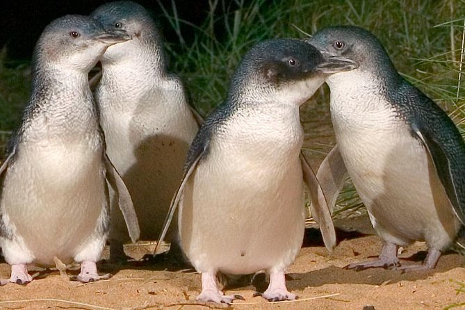 Private custom Tour of Phillip Island With Penguin Parade - Key points to know before you book