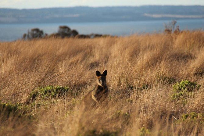 Private Great Ocean Road - The Ultimate Aussie Adventure - Split Point Lighthouse and gourmet morning tea