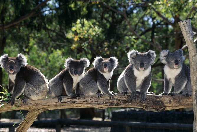 [Private Tour] Healesville Sanctuary Wildlife & Puffing Billy Steam Train - Key points at a glance