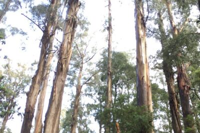 [Private Tour] Healesville Sanctuary Wildlife & Puffing Billy Steam Train